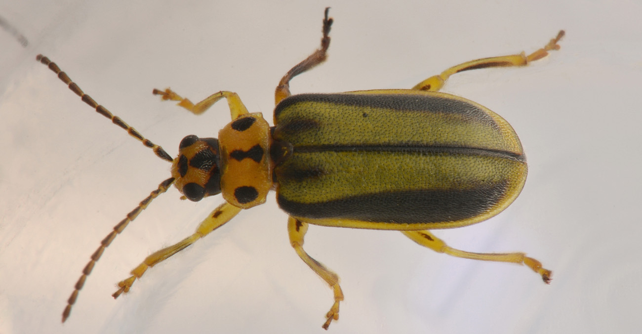 Chrysomelidae: Galerucella (Xanthogaleruca) luteola, ex Xanthogaleruca luteola